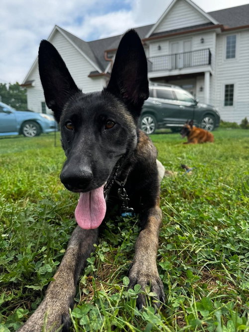 Photo 3 of Kimiko- located in Missouri