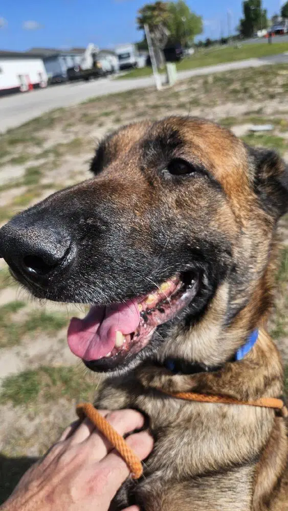 Honor - Formerly Bolt - Located In Florida image 1