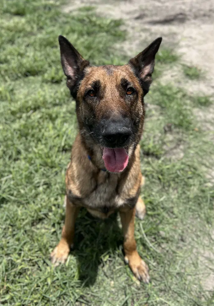 Honor - Formerly Bolt - Located In Florida image 2