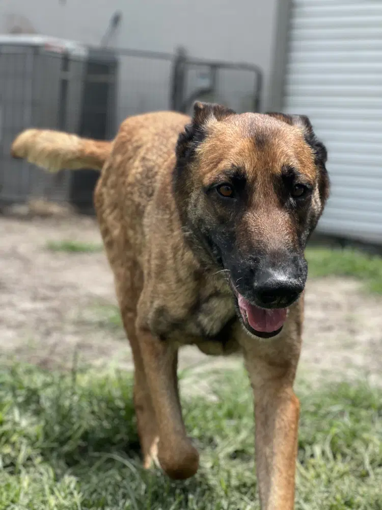 Honor - Formerly Bolt - Located In Florida image 3