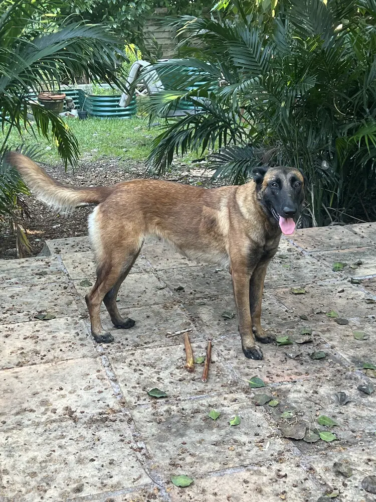 Honor - Formerly Bolt - Located In Florida image 4