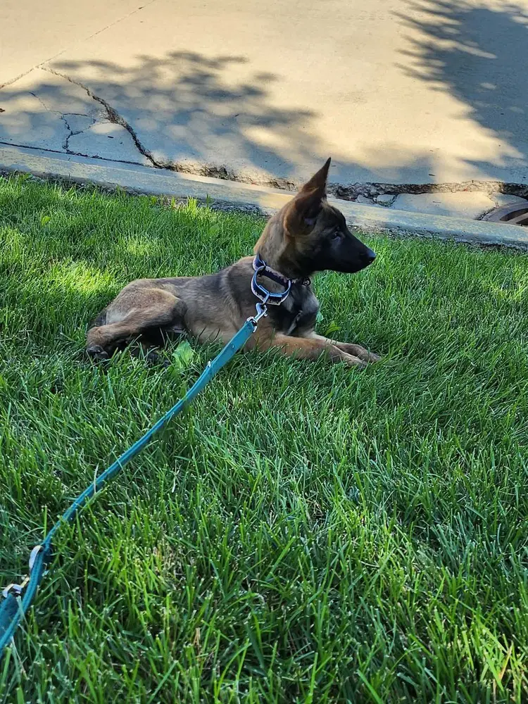 Valor Located In Iowa - Belgian Shepherd Malinois