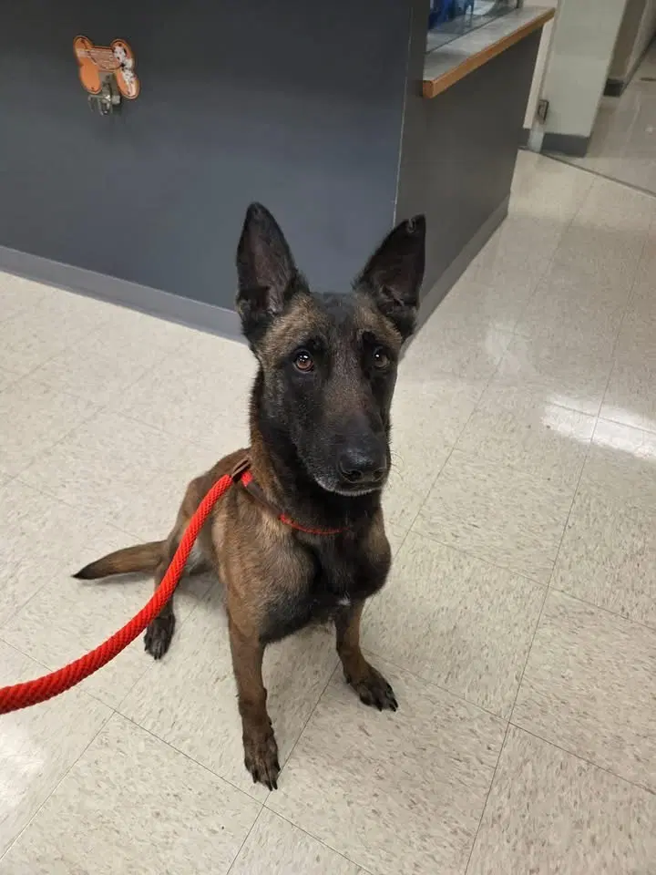 Loosey - Located In North Carolina - Belgian Shepherd Malinois