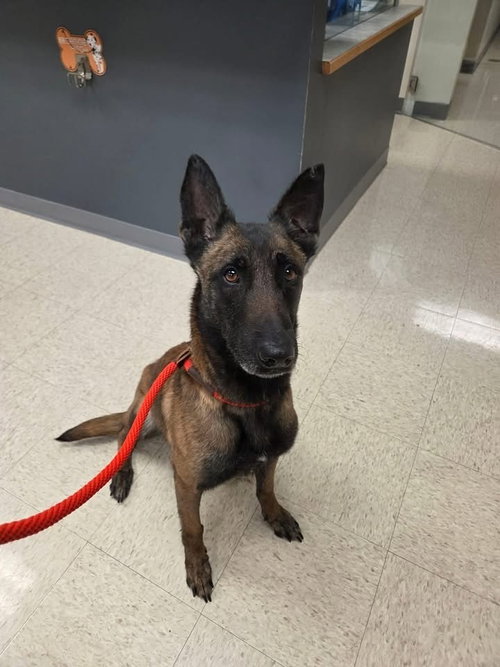 Loosey - Located in North Carolina, a dog for adoption from Malinois and Dutch Shepherd Rescue, Inc.