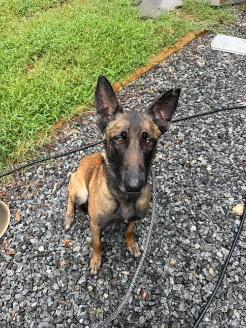 Photo 3 of Loosey - Located in North Carolina
