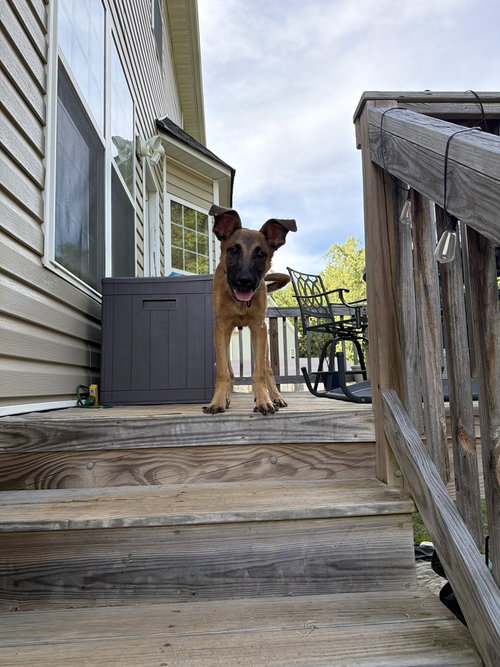 Crouton - Located in North Carolina, a dog for adoption from Malinois and Dutch Shepherd Rescue, Inc.
