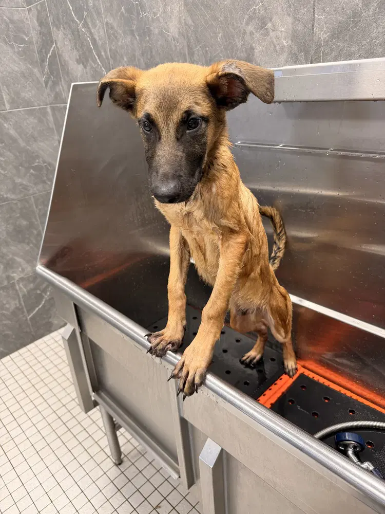 Crouton - Located In North Carolina image 2