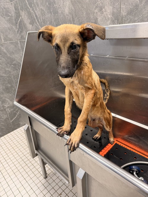 Photo 2 of Crouton - Located in North Carolina