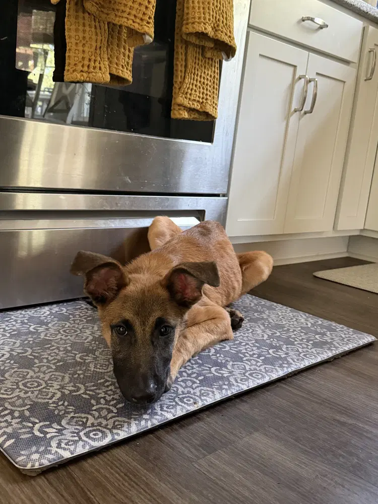 Crouton - Located In North Carolina image 3
