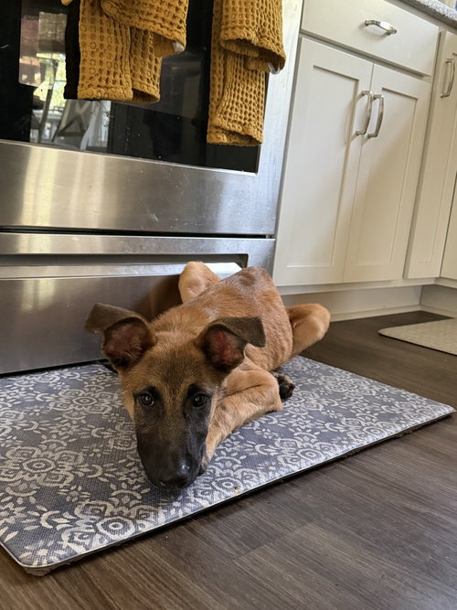Photo 3 of Crouton - Located in North Carolina