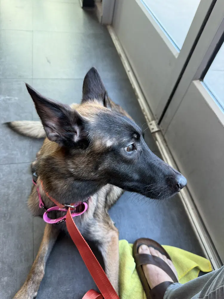 Lily Pad- Located In California - Belgian Shepherd Malinois
