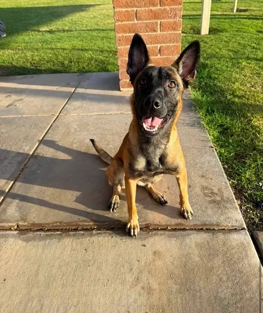 Meena Located In Arizona - Belgian Shepherd Malinois