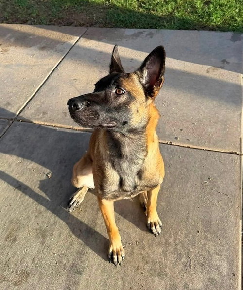 Photo 3 of Meena Located in Arizona