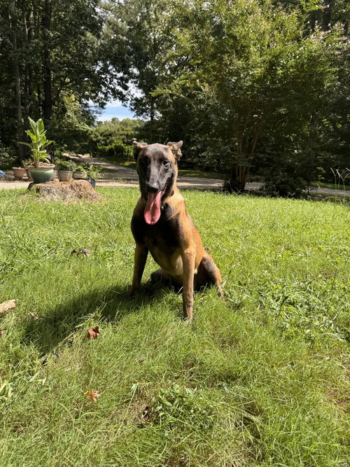 Astra - Located in North Carolina, a dog for adoption from Malinois and Dutch Shepherd Rescue, Inc.