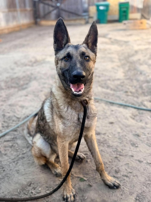Bria- located in california, a dog for adoption from Malinois and Dutch Shepherd Rescue, Inc.