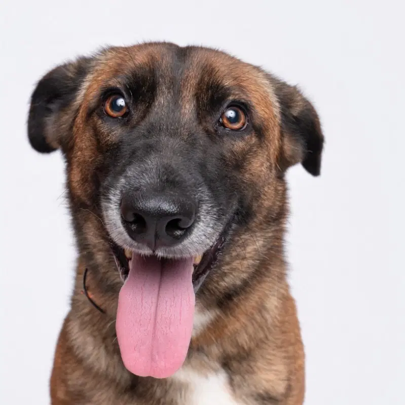 Blossom- Located In Texas - Belgian Shepherd Malinois