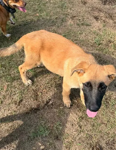 Everyone Loves Raymond Litter - Robert - Belgian Shepherd Malinois