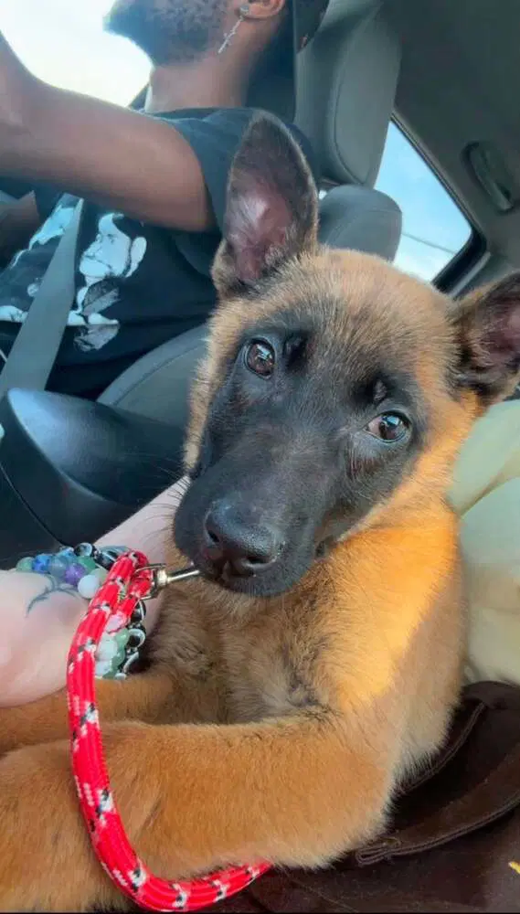 Pumpkin Spice Located In North Carolina - Belgian Shepherd Malinois