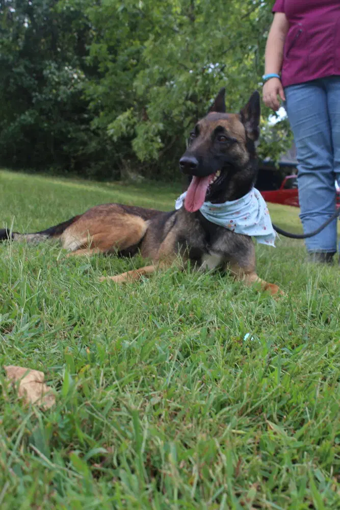 Lark - Located In Kentucky - Belgian Shepherd Malinois
