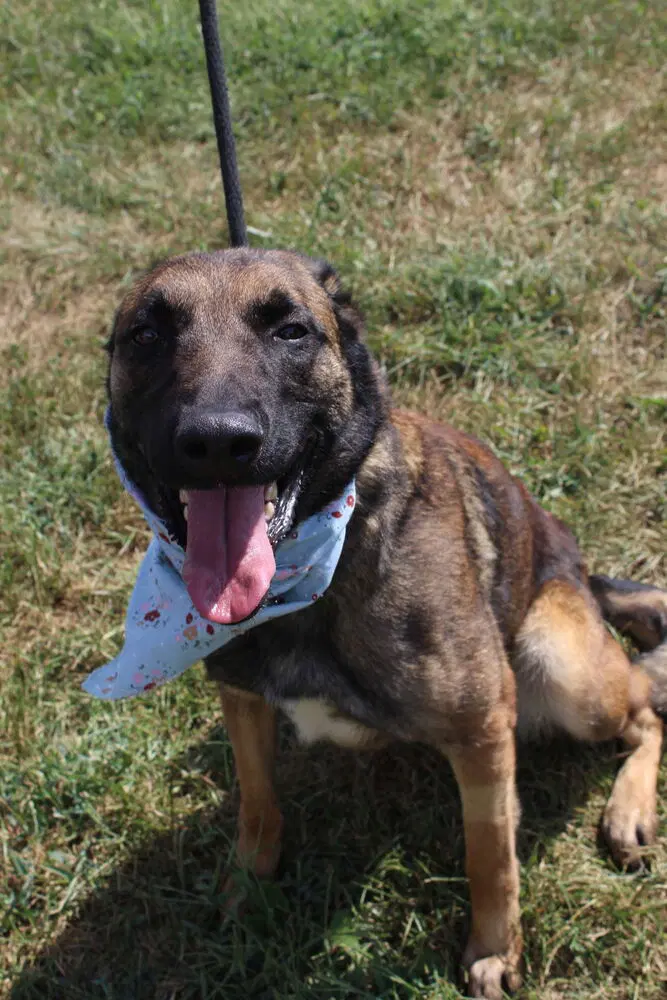 Lark - Located In Kentucky image 3