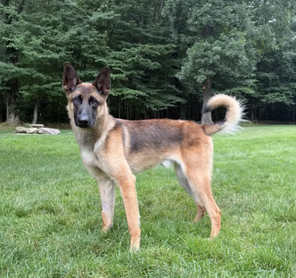 Remington Remy - Located In Connecticut - Belgian Shepherd Malinois