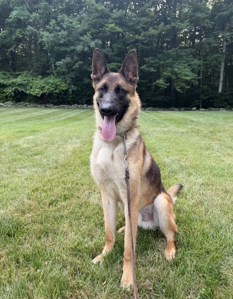 Remington Remy - Located In Connecticut image 2