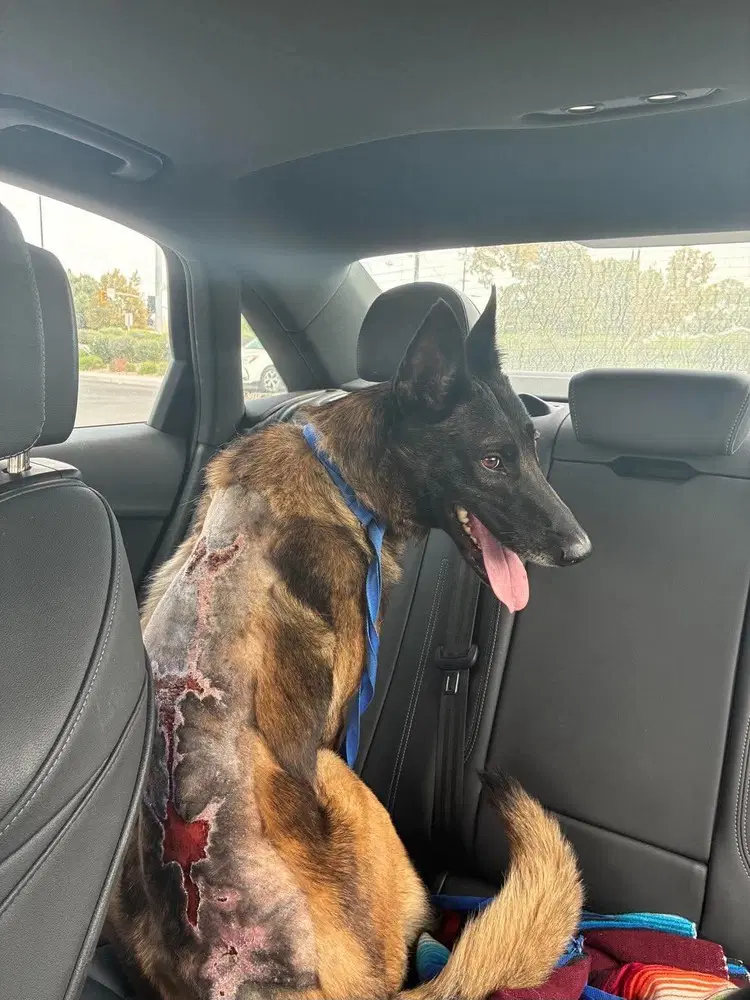 Sparta Located In California - Belgian Shepherd Malinois