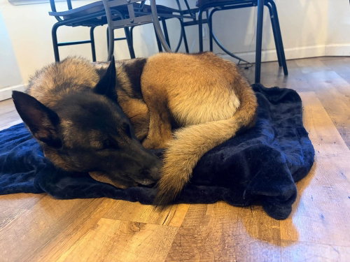 Sparta located in California, a dog for adoption from Malinois and Dutch Shepherd Rescue, Inc.