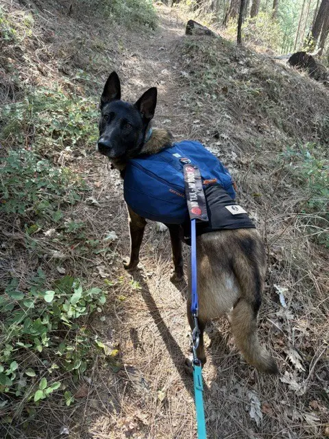 Sparta Located In California - Belgian Shepherd Malinois