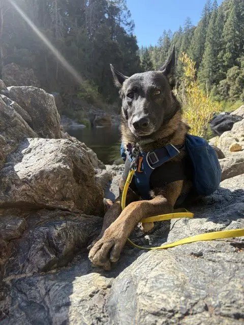 Sparta Located In California - Belgian Shepherd Malinois