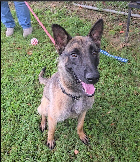 Maeve located in Illinois, Belgian Shepherd Malinois