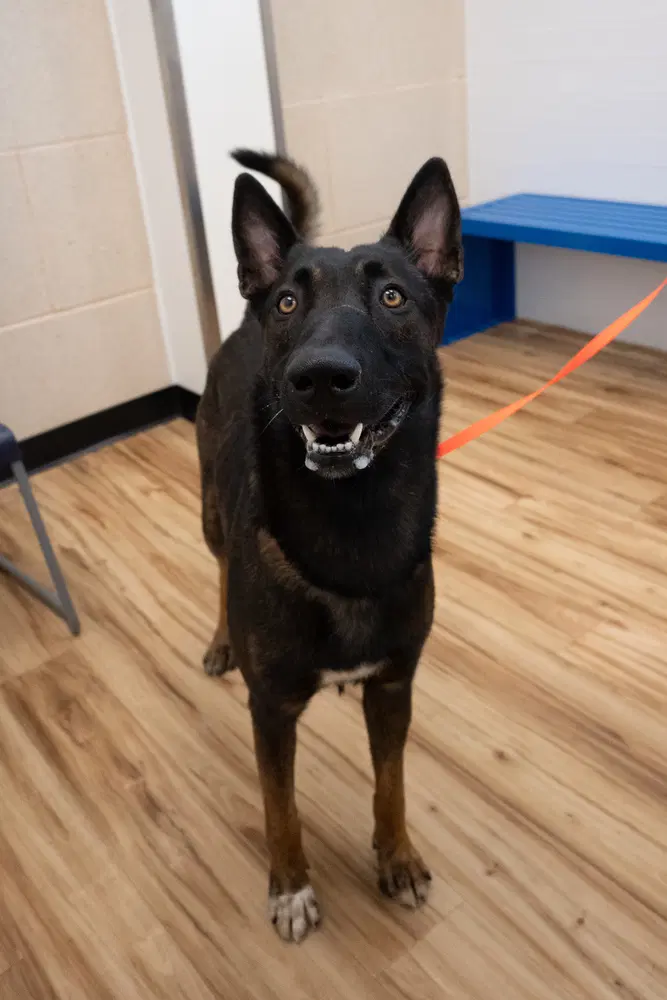 Rooster - Located In Texas - Belgian Shepherd Malinois