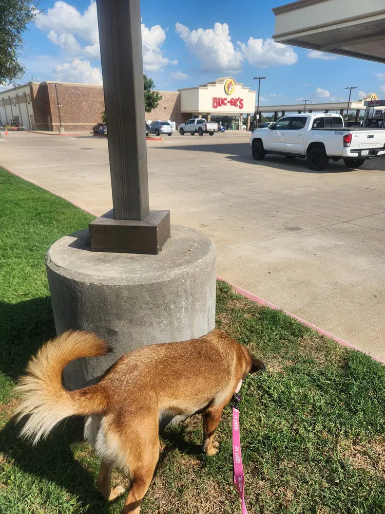 Blossom- Located In Texas image 4