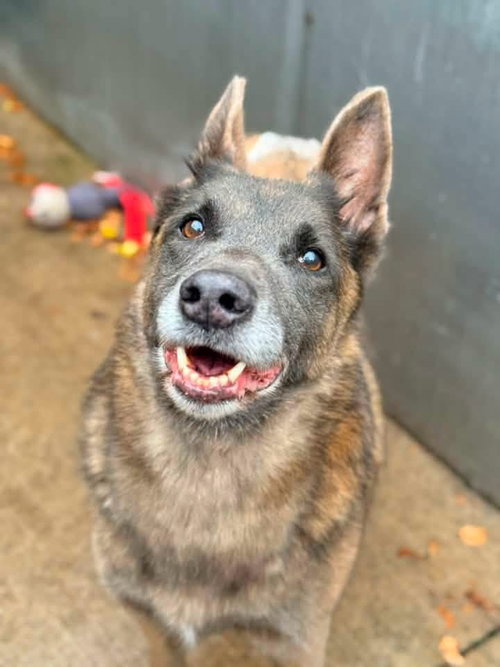 Mabel located in NC, a dog for adoption from Malinois and Dutch Shepherd Rescue, Inc.