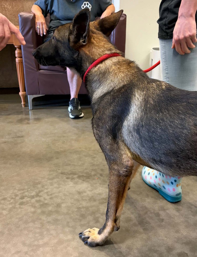 Thorne - Located in Georgia, Belgian Shepherd Malinois