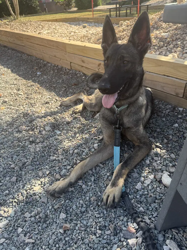 Thorne - Located In Georgia - German Shepherd Dog