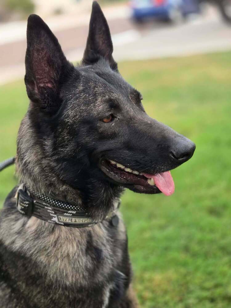 Maximus - Located in NM, Dutch Shepherd