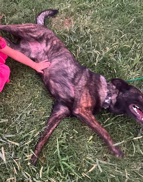 Photo 4 of Maximus - Located in NM