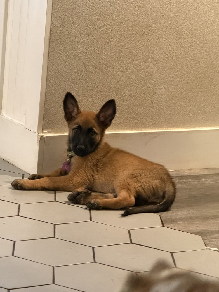 Angel- Located in California, Belgian Shepherd Malinois