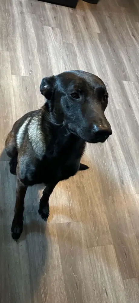 Dak - Located In New York - Belgian Shepherd Malinois