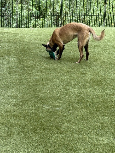 Pedro located in Georgia, Belgian Shepherd Malinois
