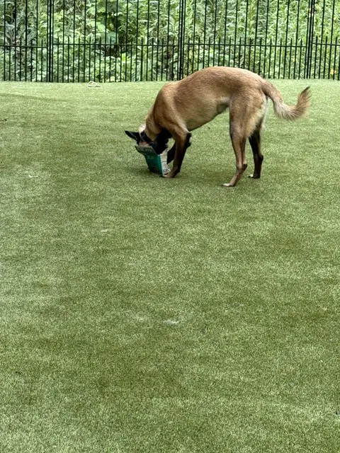 Pedro Located In Georgia - Belgian Shepherd Malinois