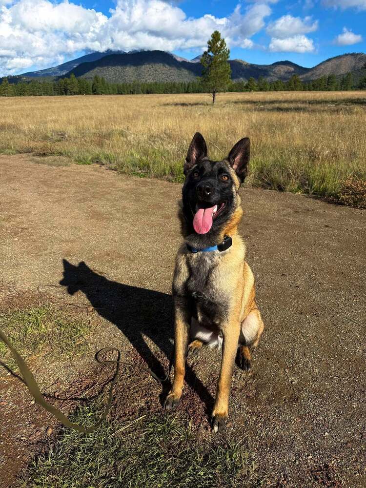 Pedro Located In Georgia - Belgian Shepherd Malinois