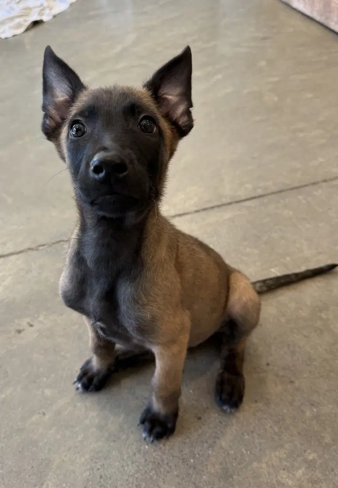 Elements Litter - Radon - Located In New Jersey - Belgian Shepherd Malinois