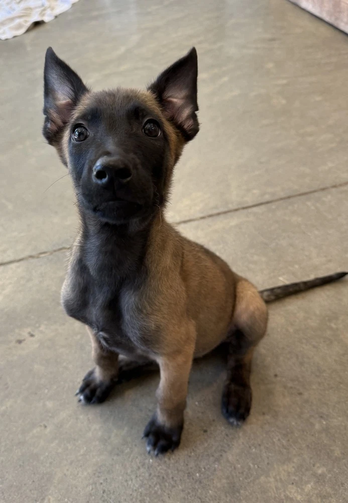Elements Litter - Radon - Located In New Jersey