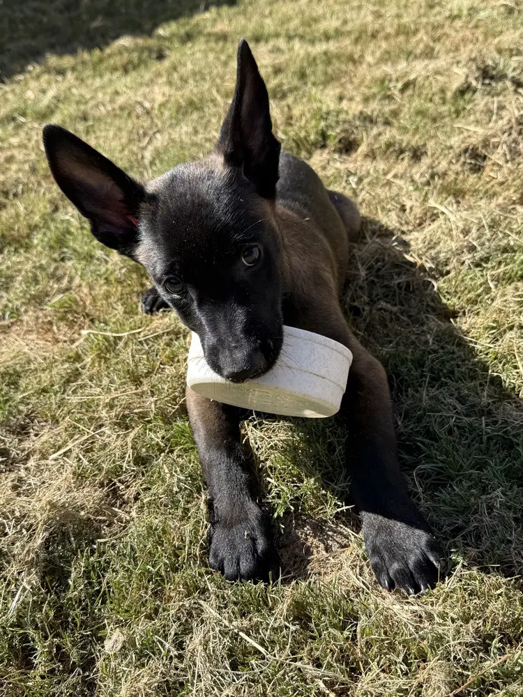 Elements Litter - Argon - Located In New York - Belgian Shepherd Malinois