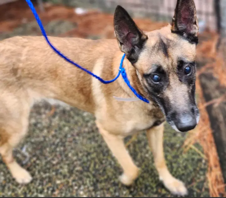 Sig - Located In Tx - Belgian Shepherd Malinois