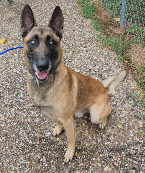 Photo 2 of Sig - Located in TX