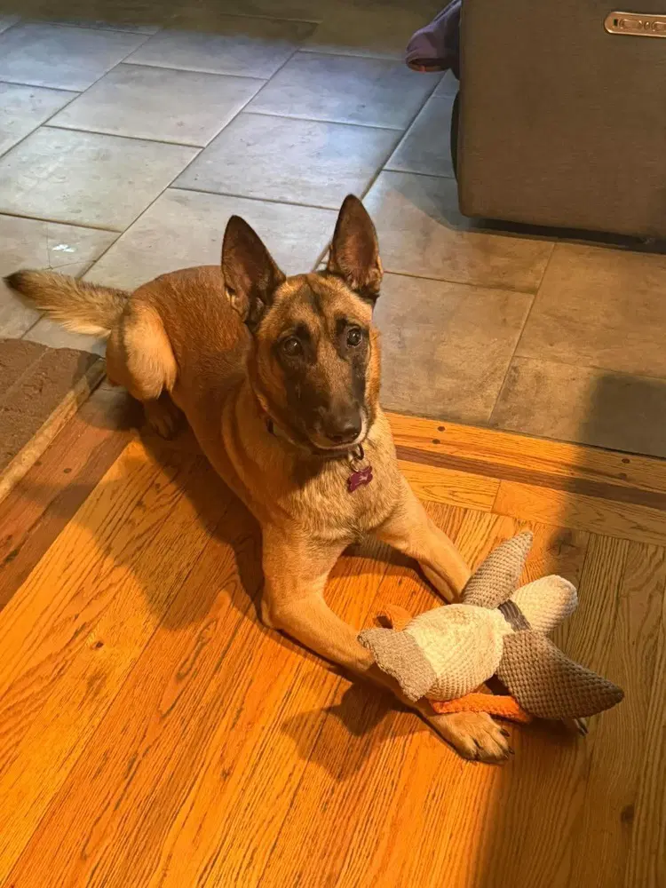 Sig - Located In Tx - Belgian Shepherd Malinois
