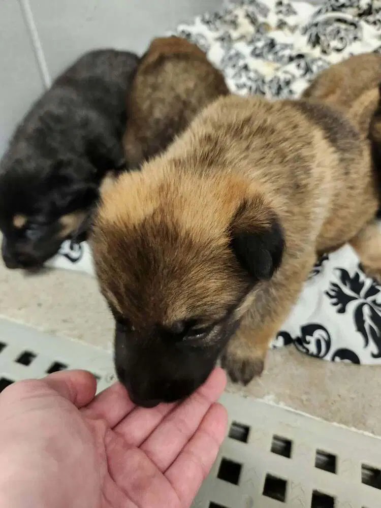 Pumpkins Litter Amber - Located In Sc - Belgian Shepherd Malinois